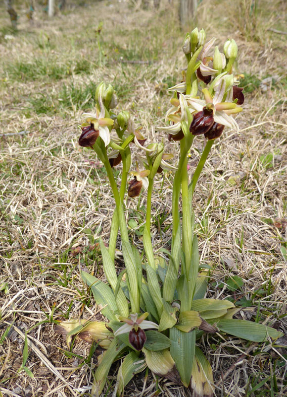 Ophrys sphegodes subsp. sphegodes